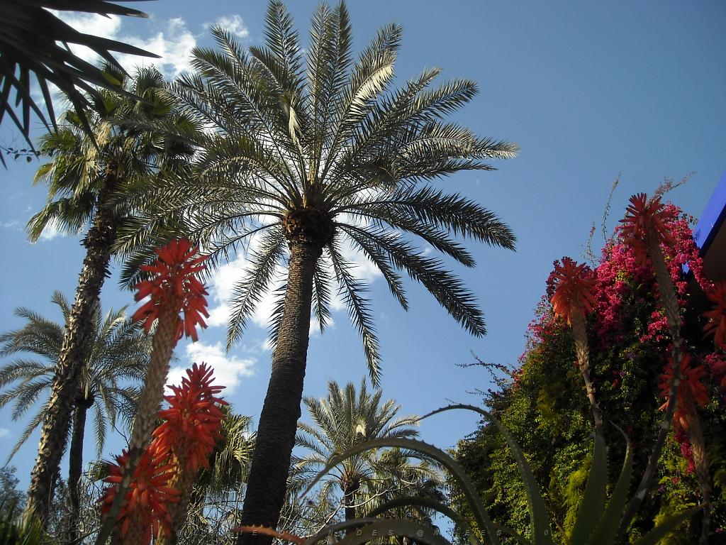 MARRAKECH 2012 MEMORIAL YSL La maison bleu 2.jpg